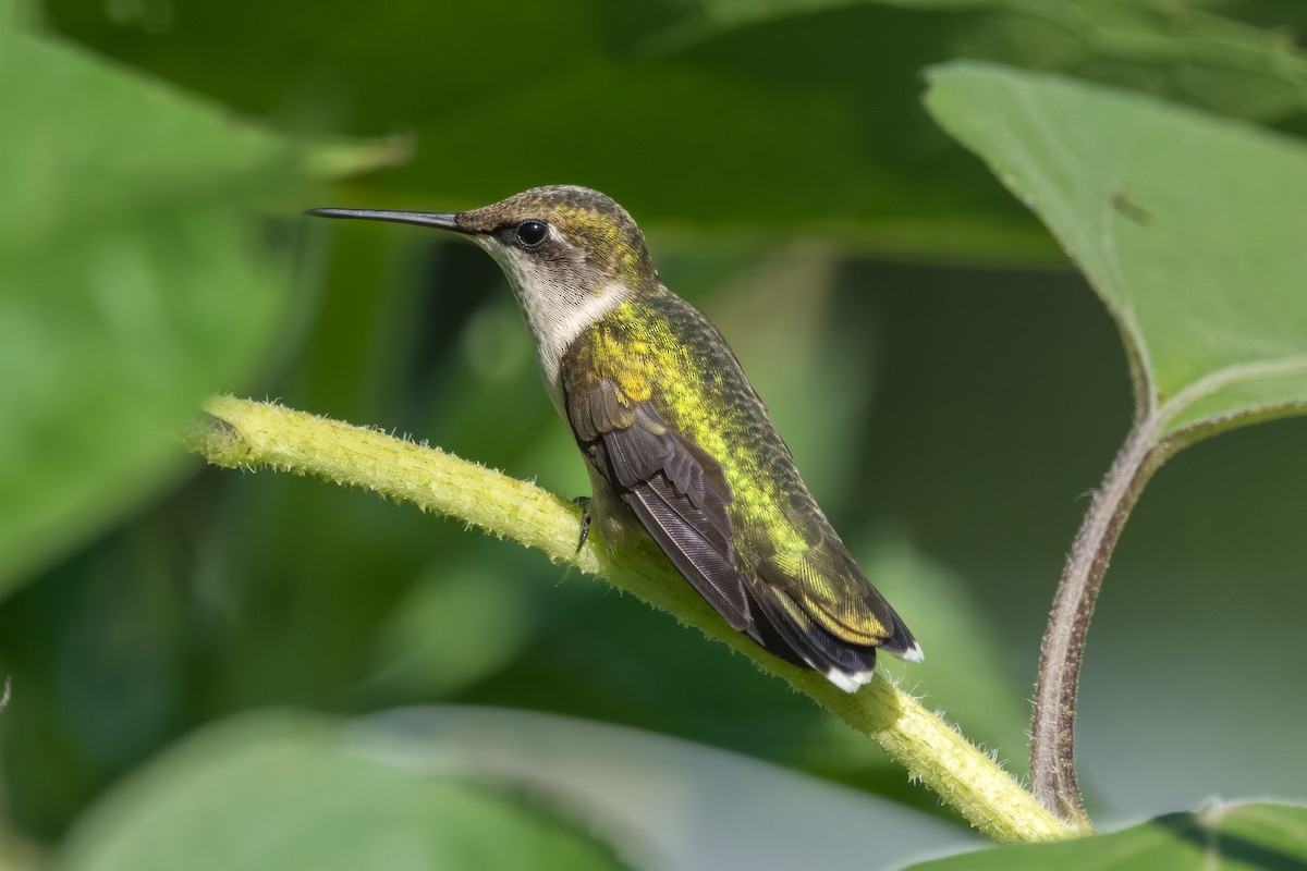 Ruby-throated Hummingbird - ML622515222