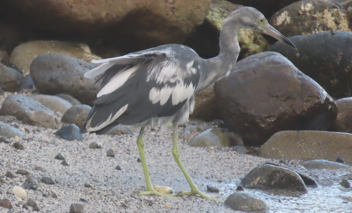 Little Blue Heron - ML622515367