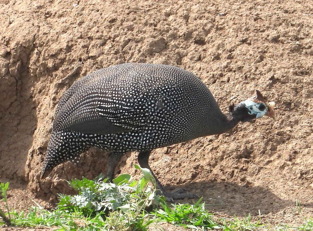 Helmeted Guineafowl - ML622515373