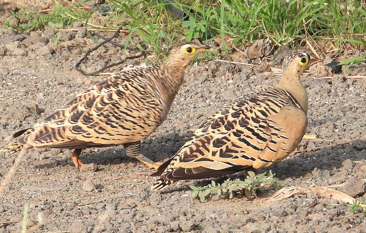 Lichtenstein's Sandgrouse - ML622515396