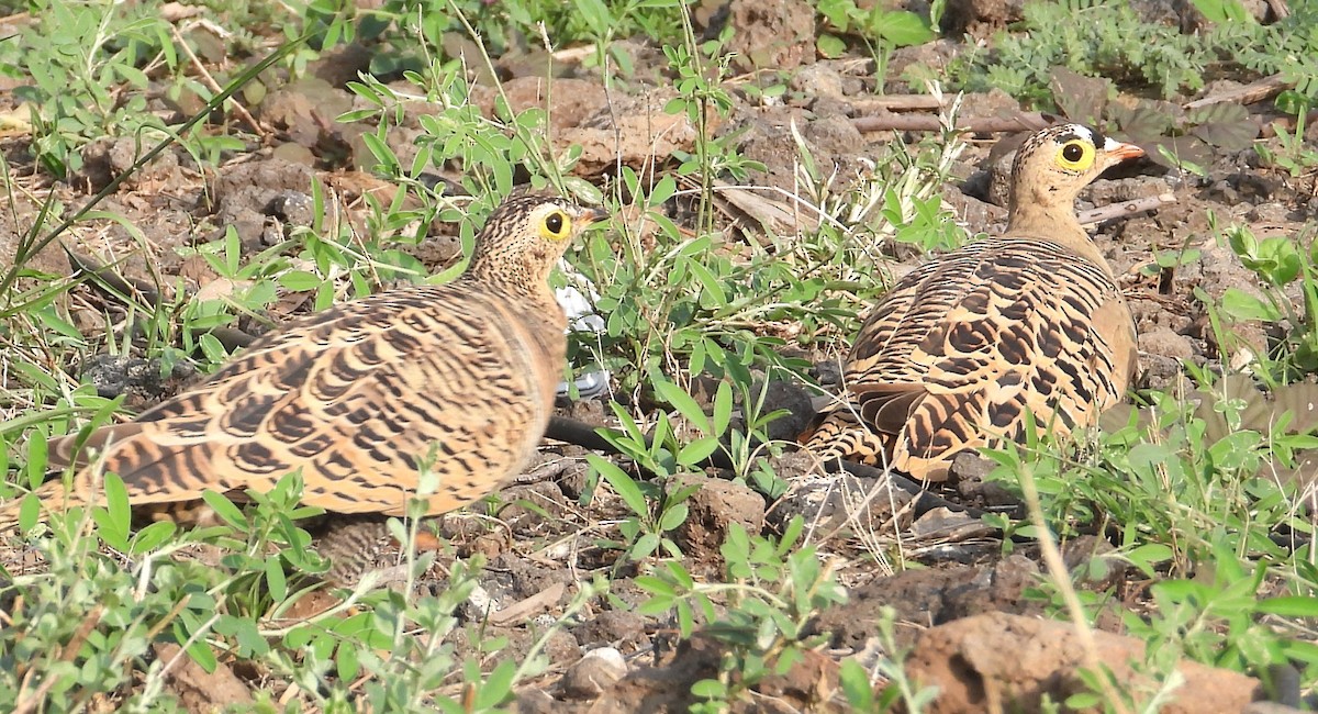 Lichtenstein's Sandgrouse - ML622515397