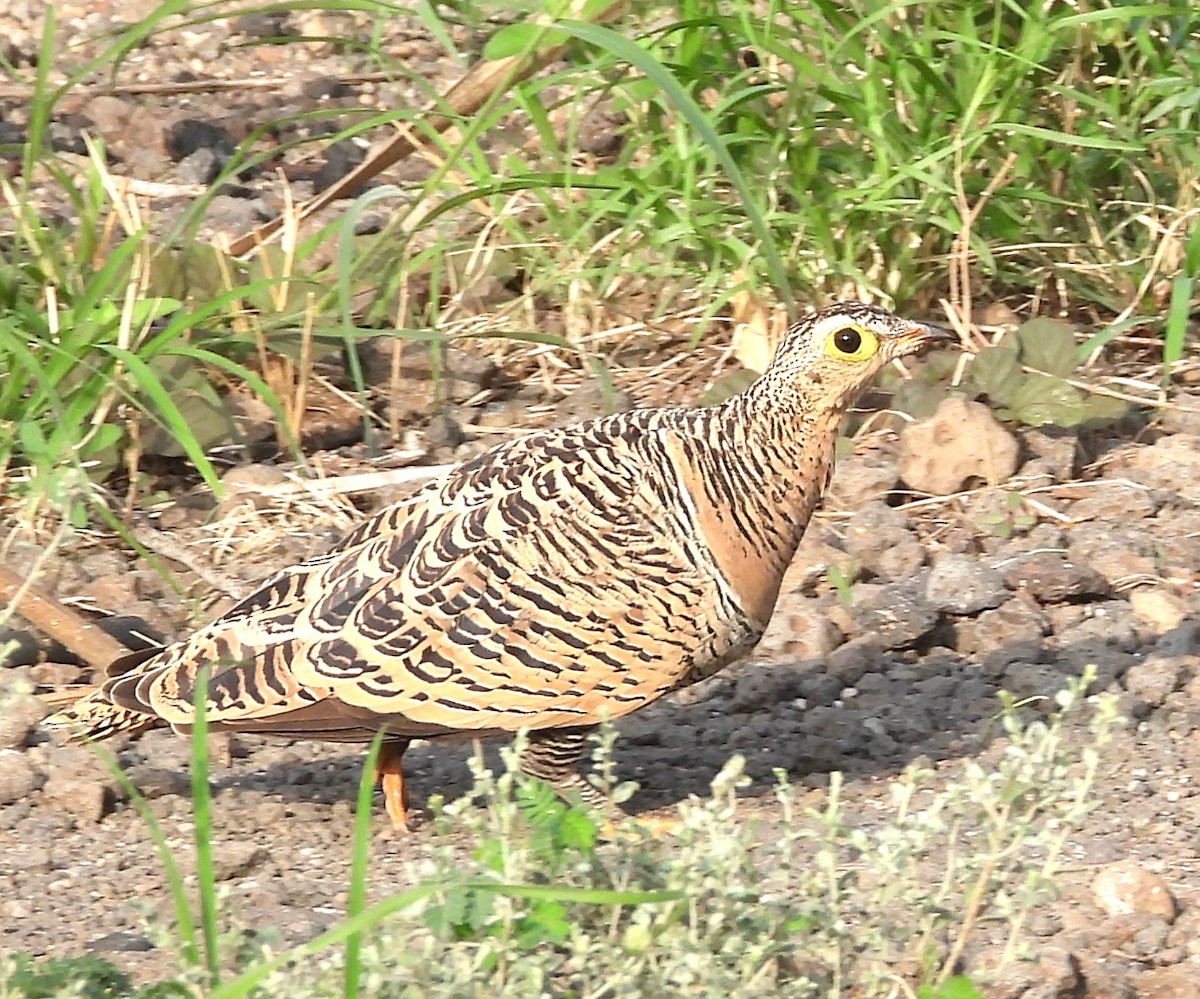 Lichtenstein's Sandgrouse - ML622515403