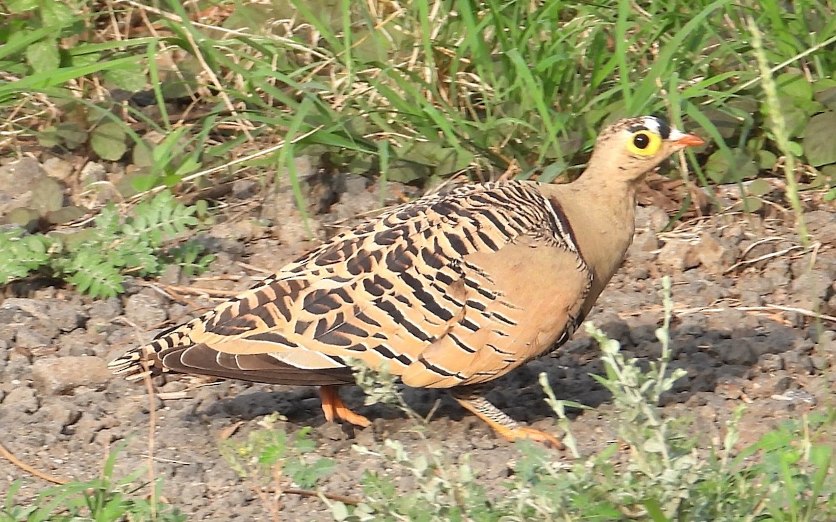 Lichtenstein's Sandgrouse - ML622515404