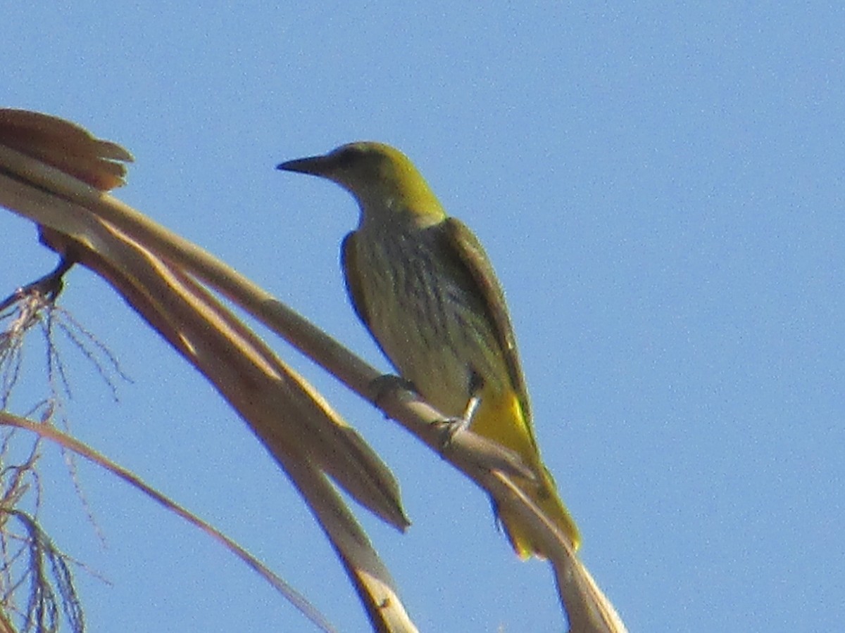 Eurasian Golden Oriole - ML622515465