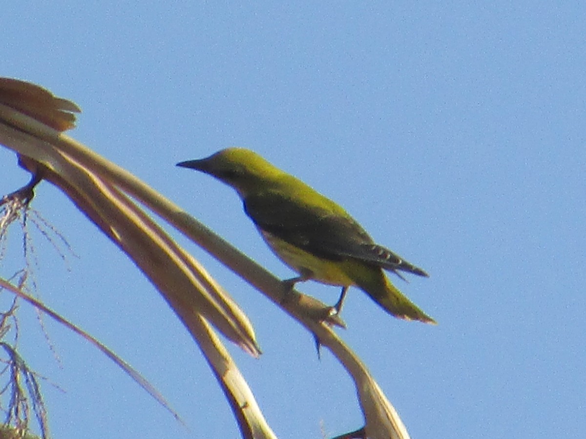 Eurasian Golden Oriole - ML622515466