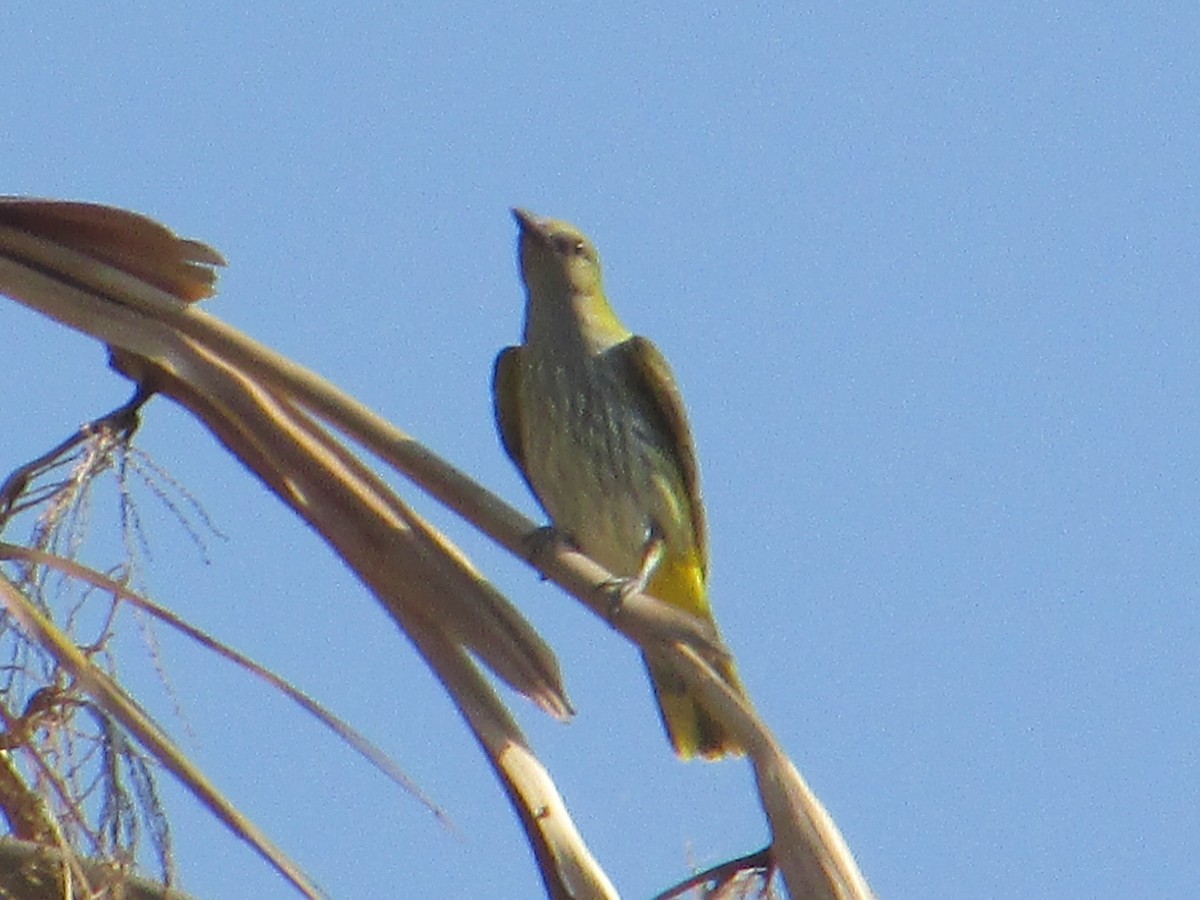 Eurasian Golden Oriole - ML622515467