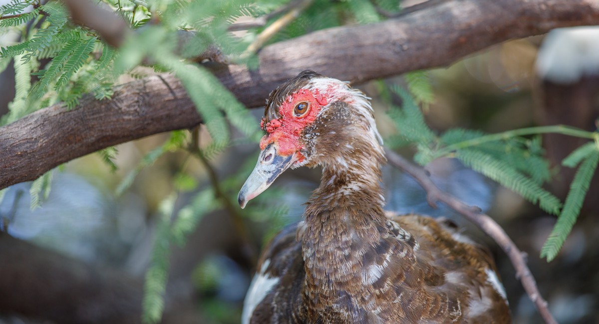 Muscovy Duck (Domestic type) - ML622515491