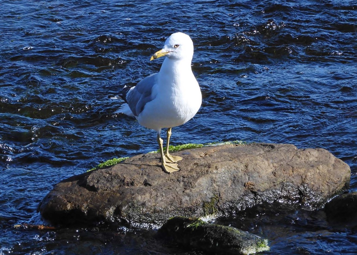 Ring-billed Gull - ML622515529