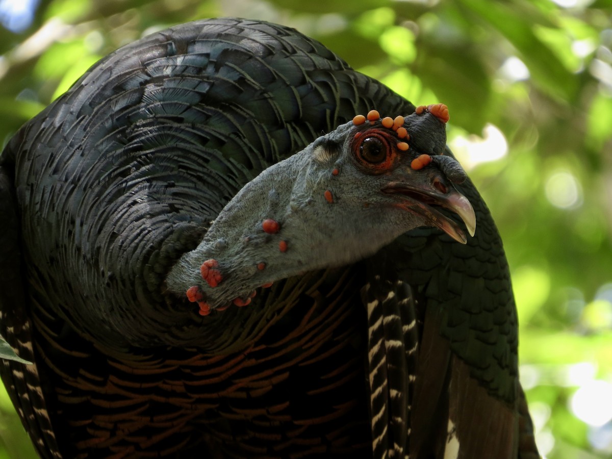 Ocellated Turkey - ML622515549