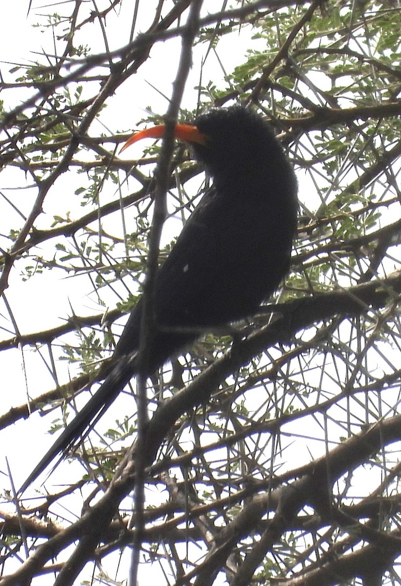 Abyssinian Scimitarbill - ML622515568