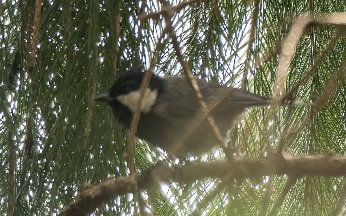 Rufous-naped Tit - ML622515577