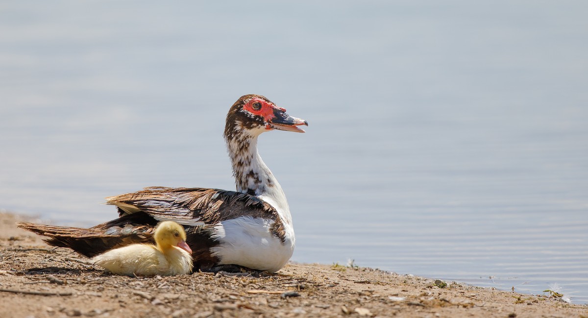 Muscovy Duck (Domestic type) - ML622515648