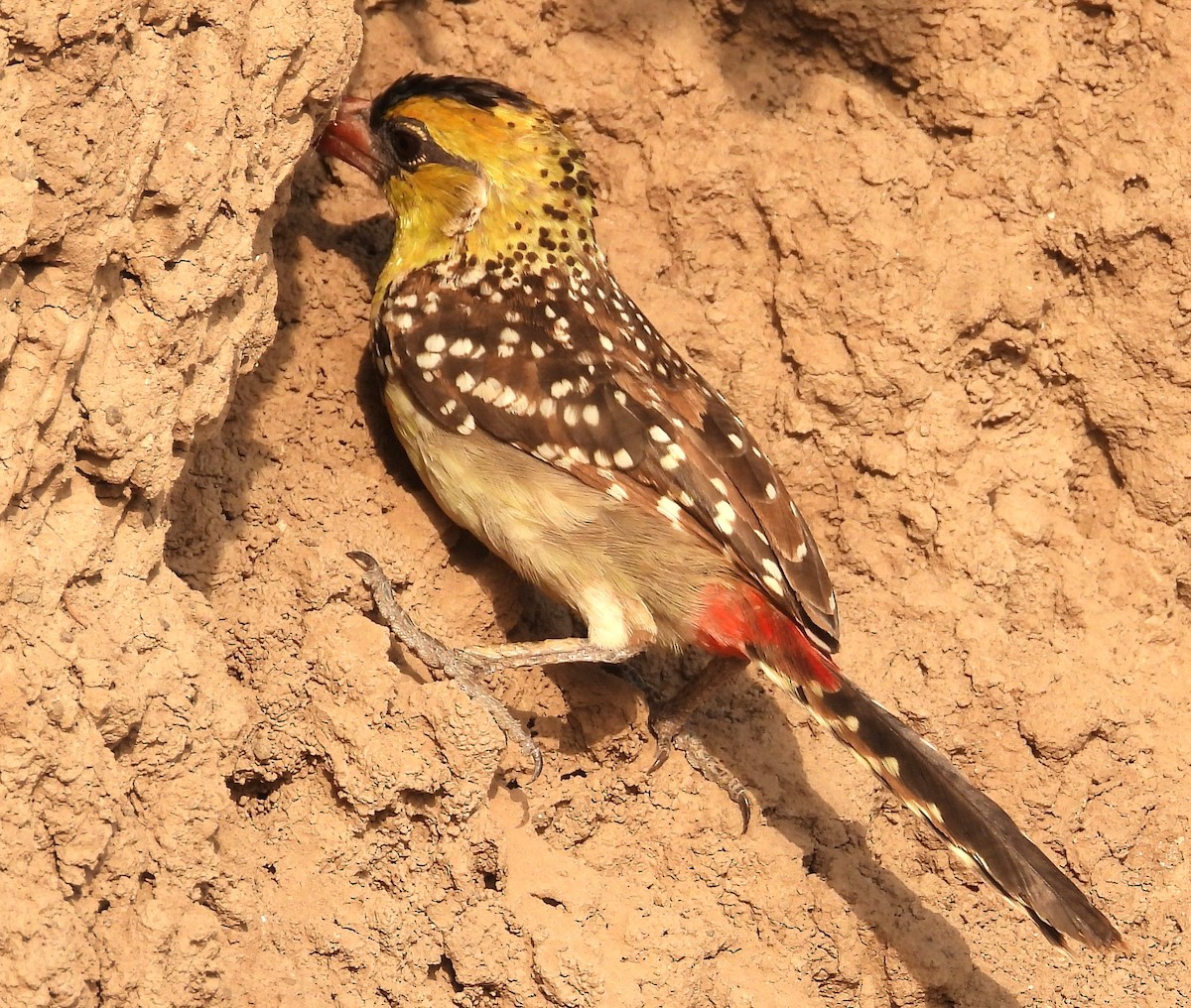 Yellow-breasted Barbet - ML622515660