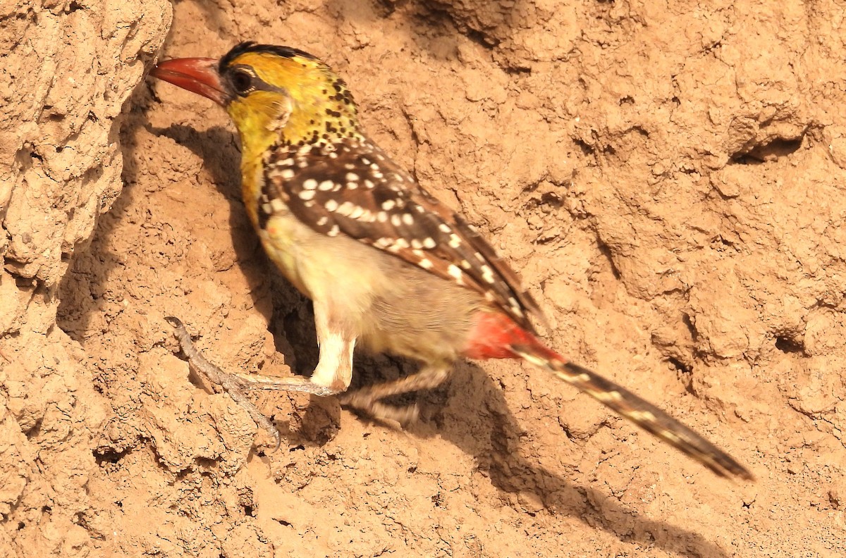 Yellow-breasted Barbet - ML622515661