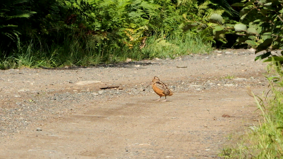 American Woodcock - ML622515728