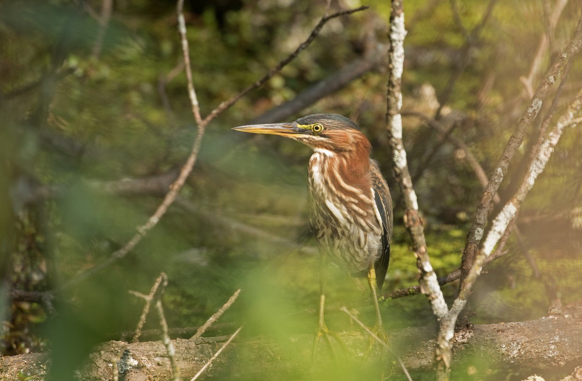 Green Heron - ML622515739