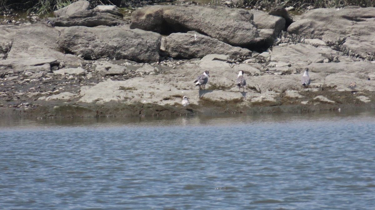 Forster's Tern - ML622515791