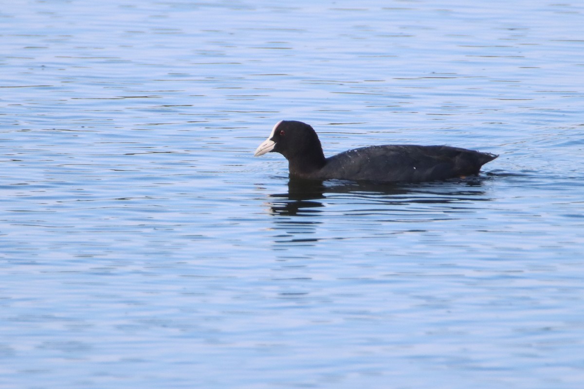 Eurasian Coot - Eric Mozas Casamayor