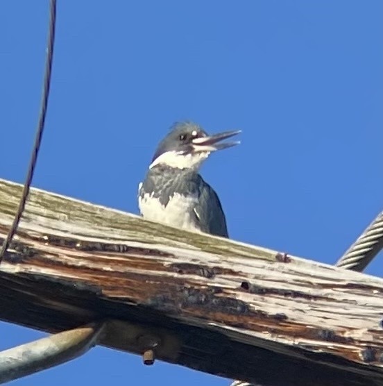 Belted Kingfisher - ML622515816