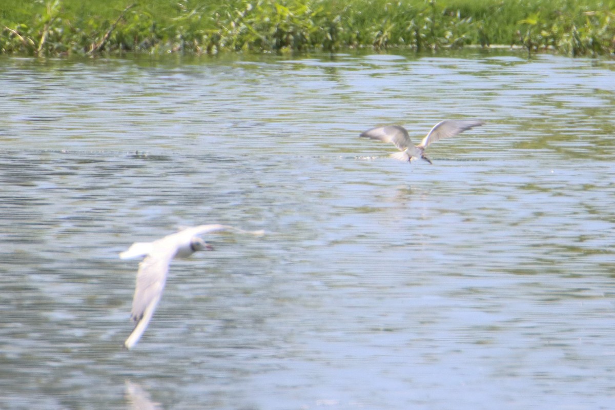 Whiskered Tern - ML622515818