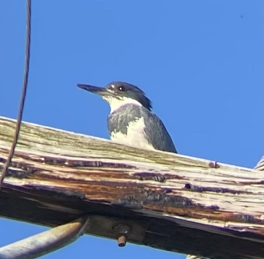 Belted Kingfisher - ML622515827
