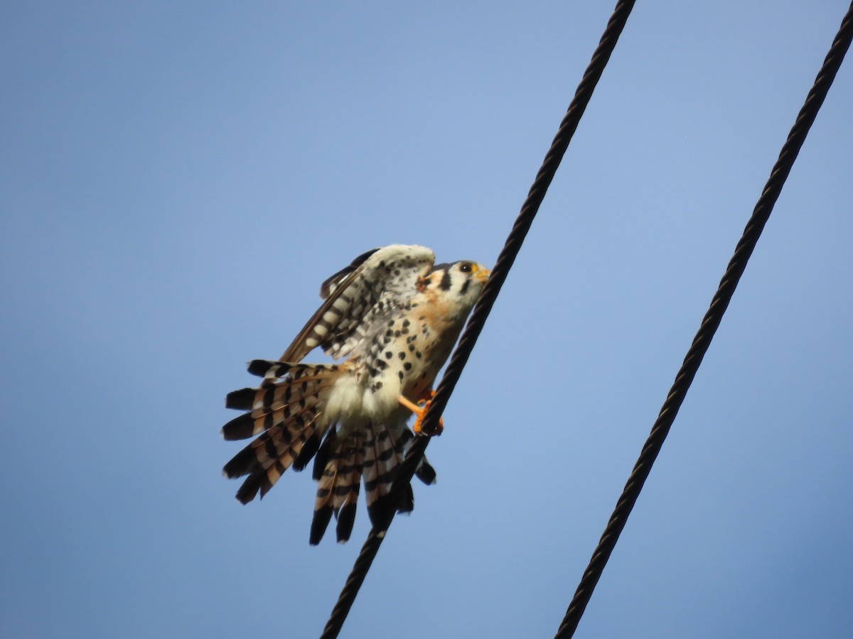 American Kestrel - ML622515837