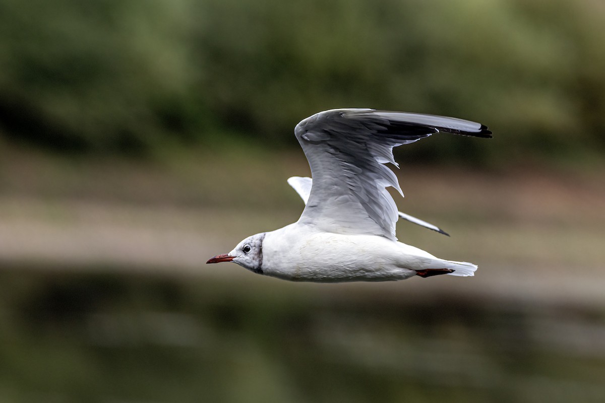 Black-headed Gull - ML622515873