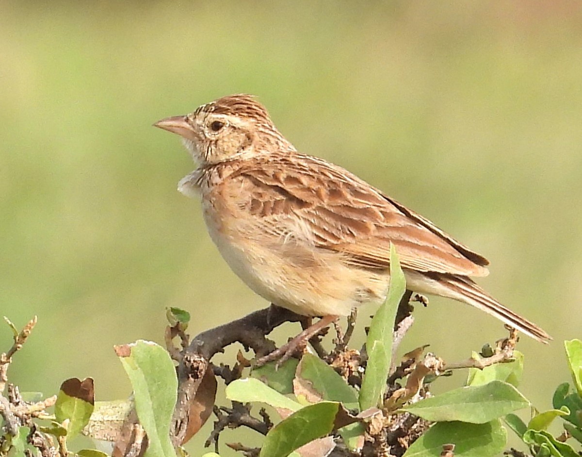 Singing Bushlark - ML622515885