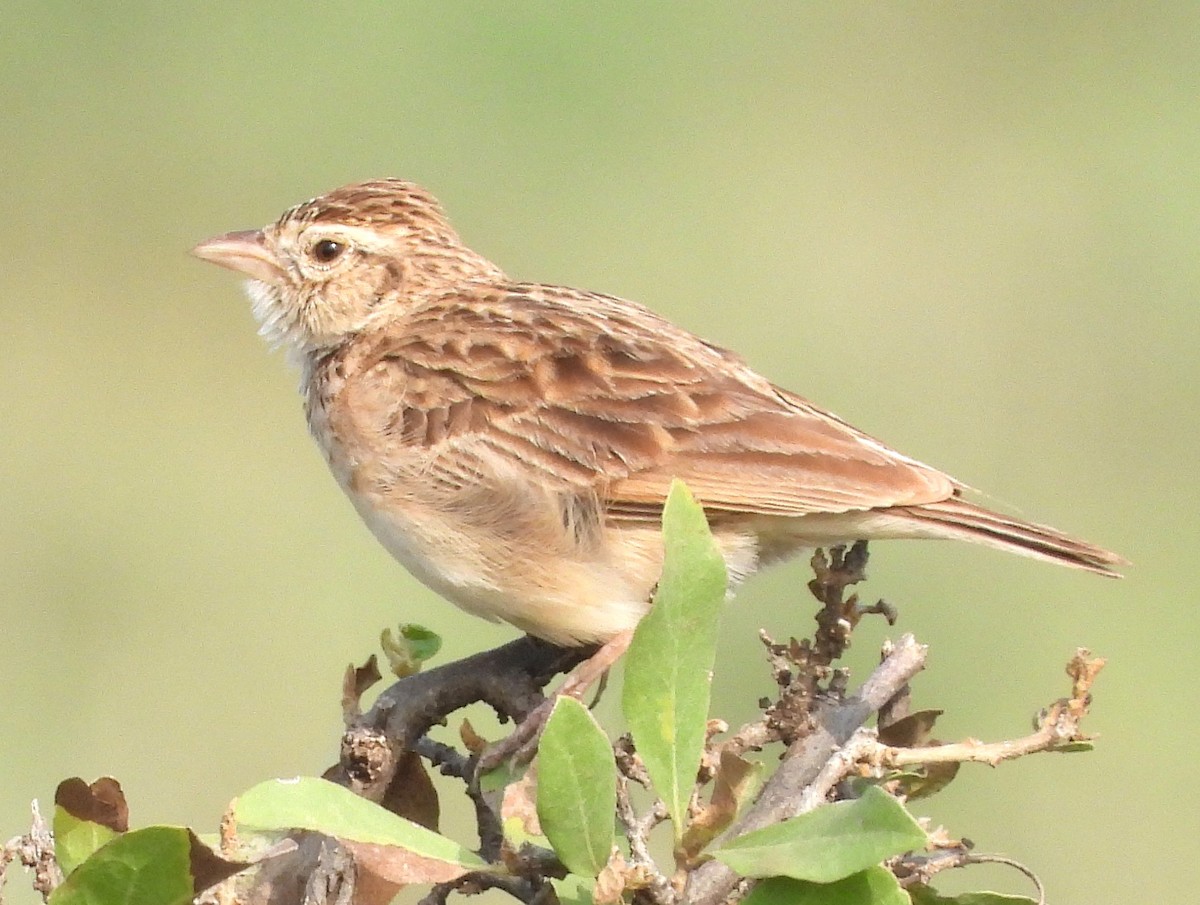 Singing Bushlark - ML622515886