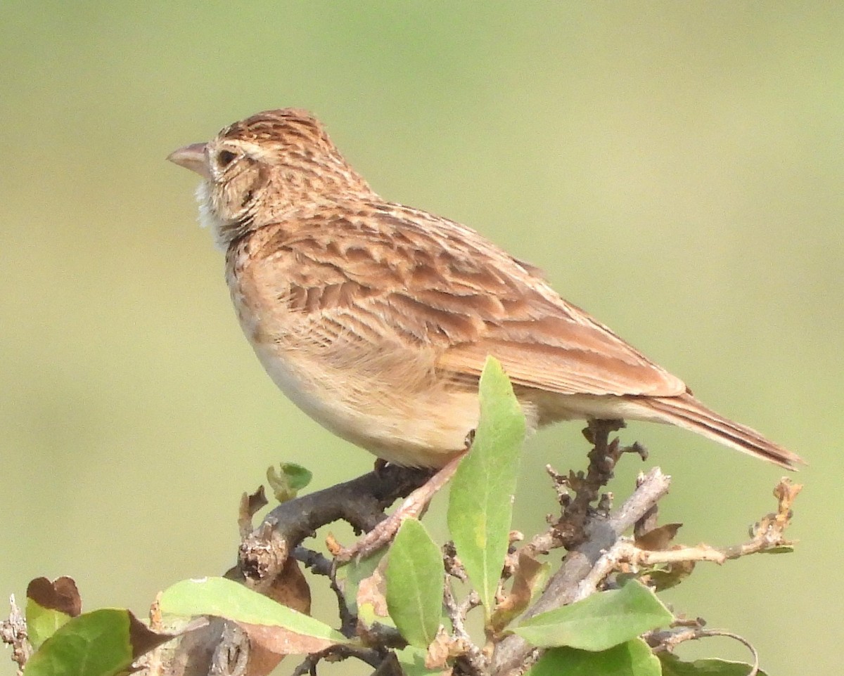 Singing Bushlark - ML622515887