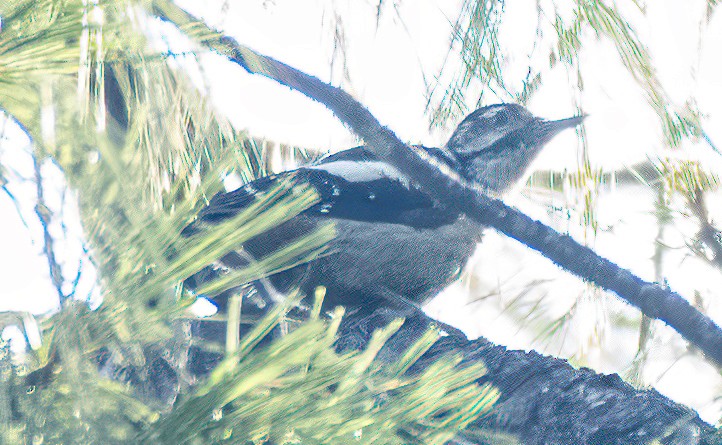 Himalayan Woodpecker - ML622515890