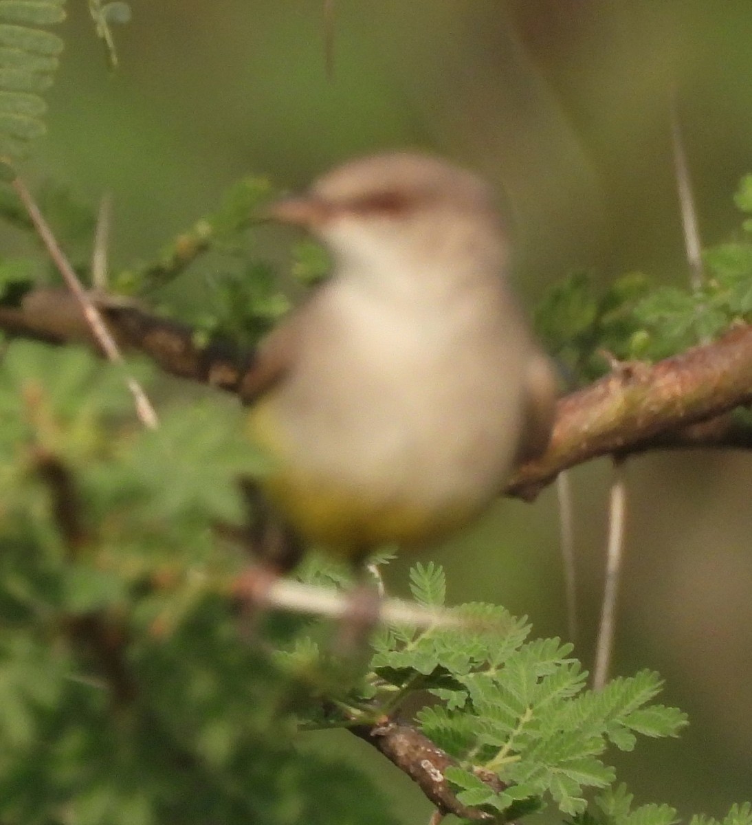 Yellow-bellied Eremomela - ML622515893