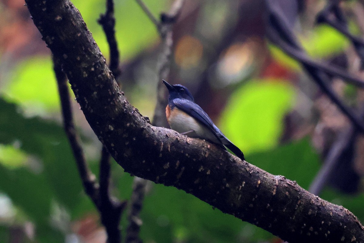 Blue-throated Flycatcher - ML622515904