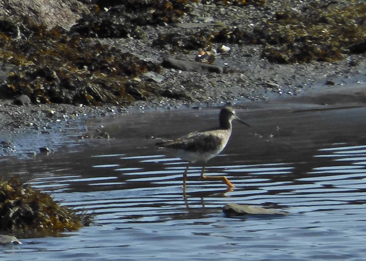 Greater Yellowlegs - ML622515905