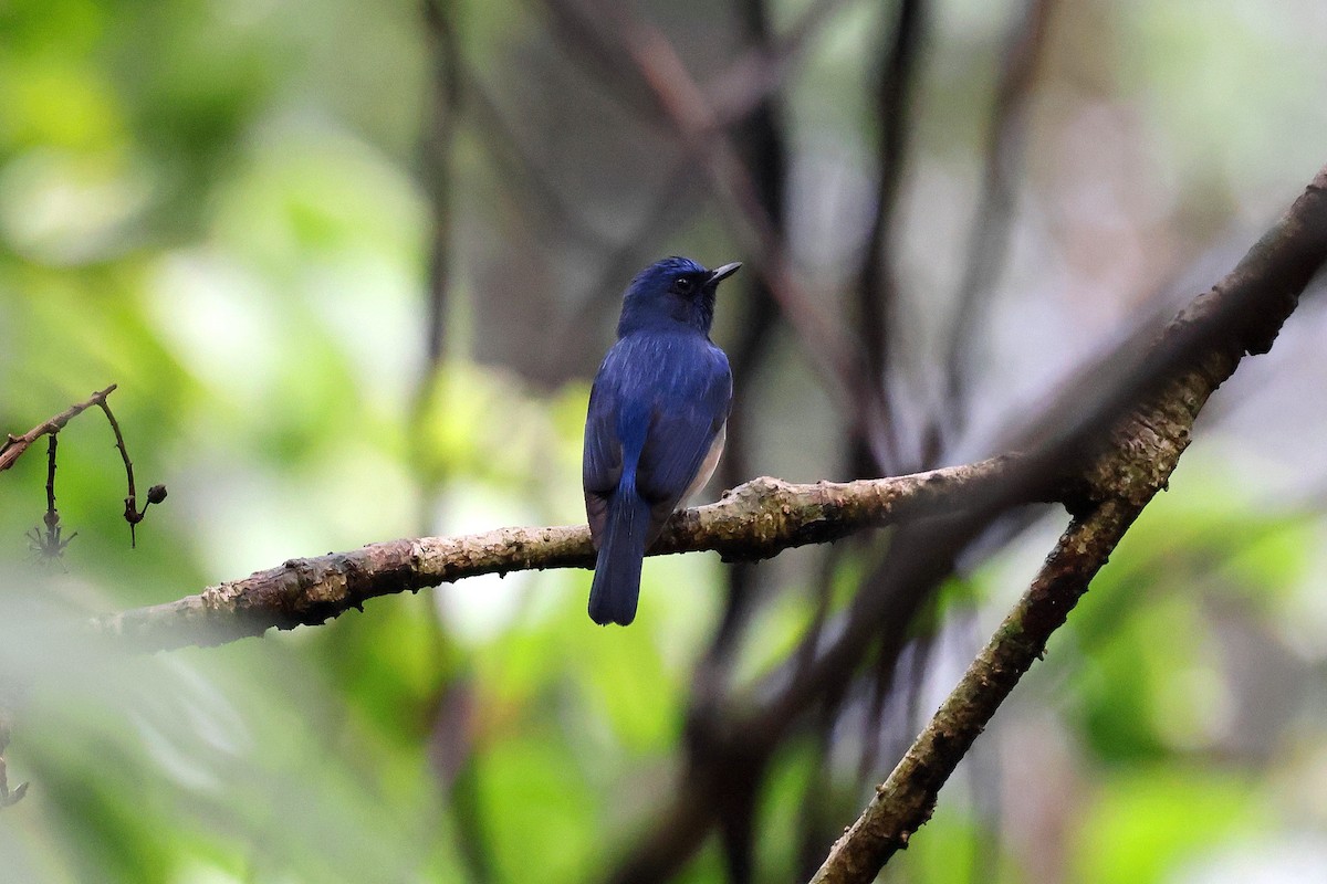 Blue-throated Flycatcher - ML622515906