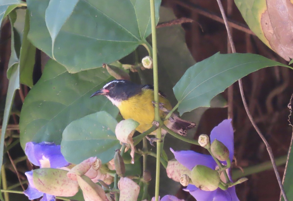 Bananaquit - ML622515907