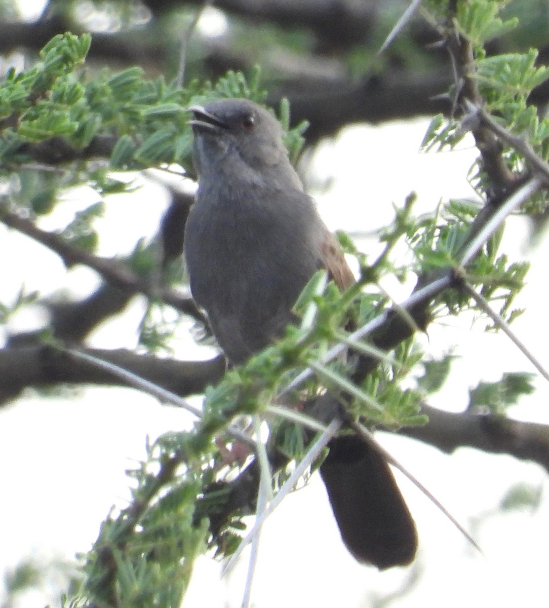 Gray Wren-Warbler - ML622515912