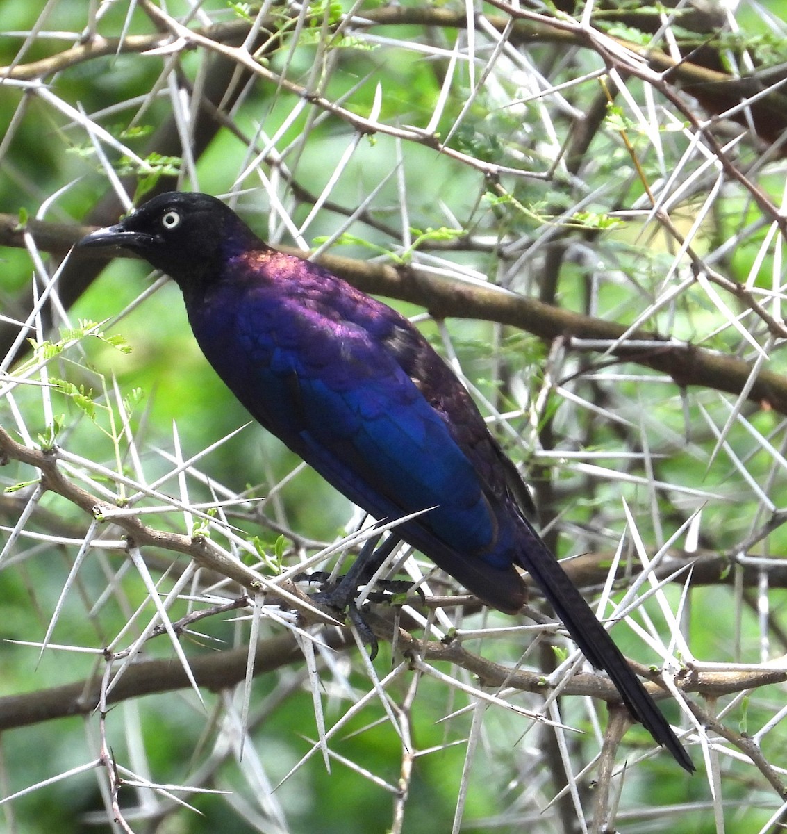 Rüppell's Starling - ML622515937