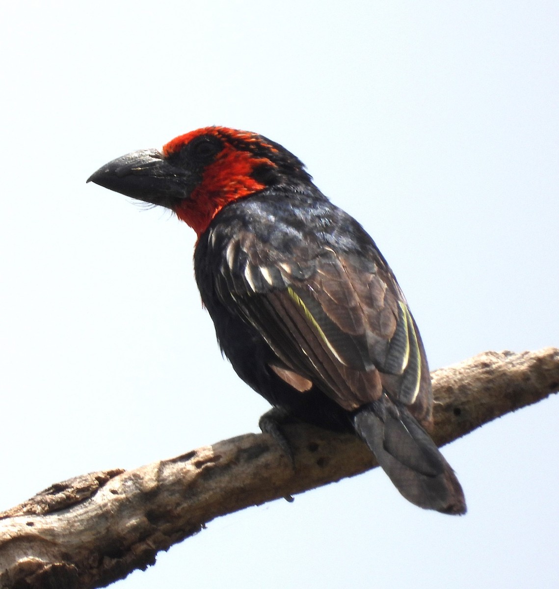 Black-billed Barbet - ML622515943