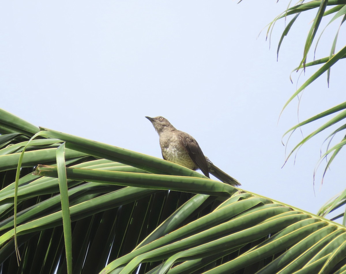 Scaly-breasted Thrasher - ML622515946