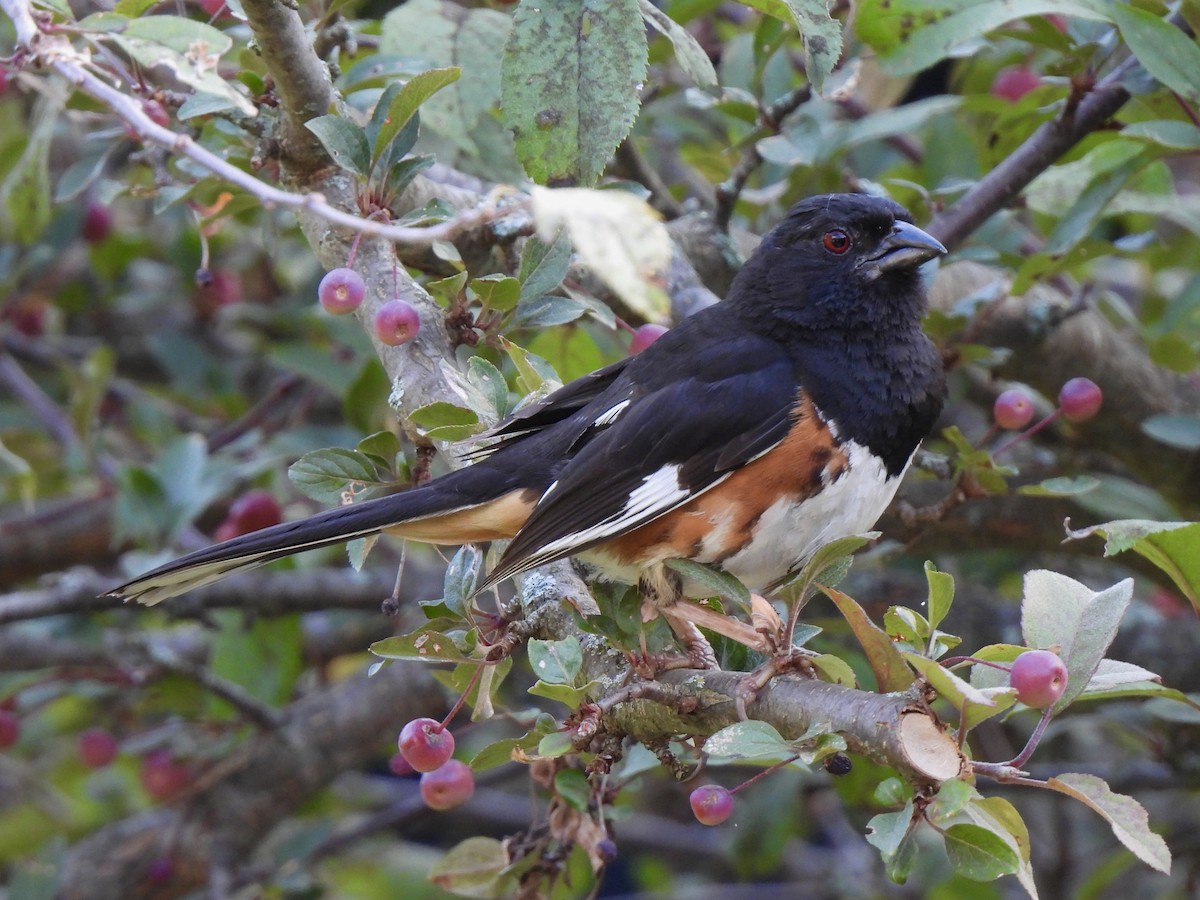 Eastern Towhee - ML622515951