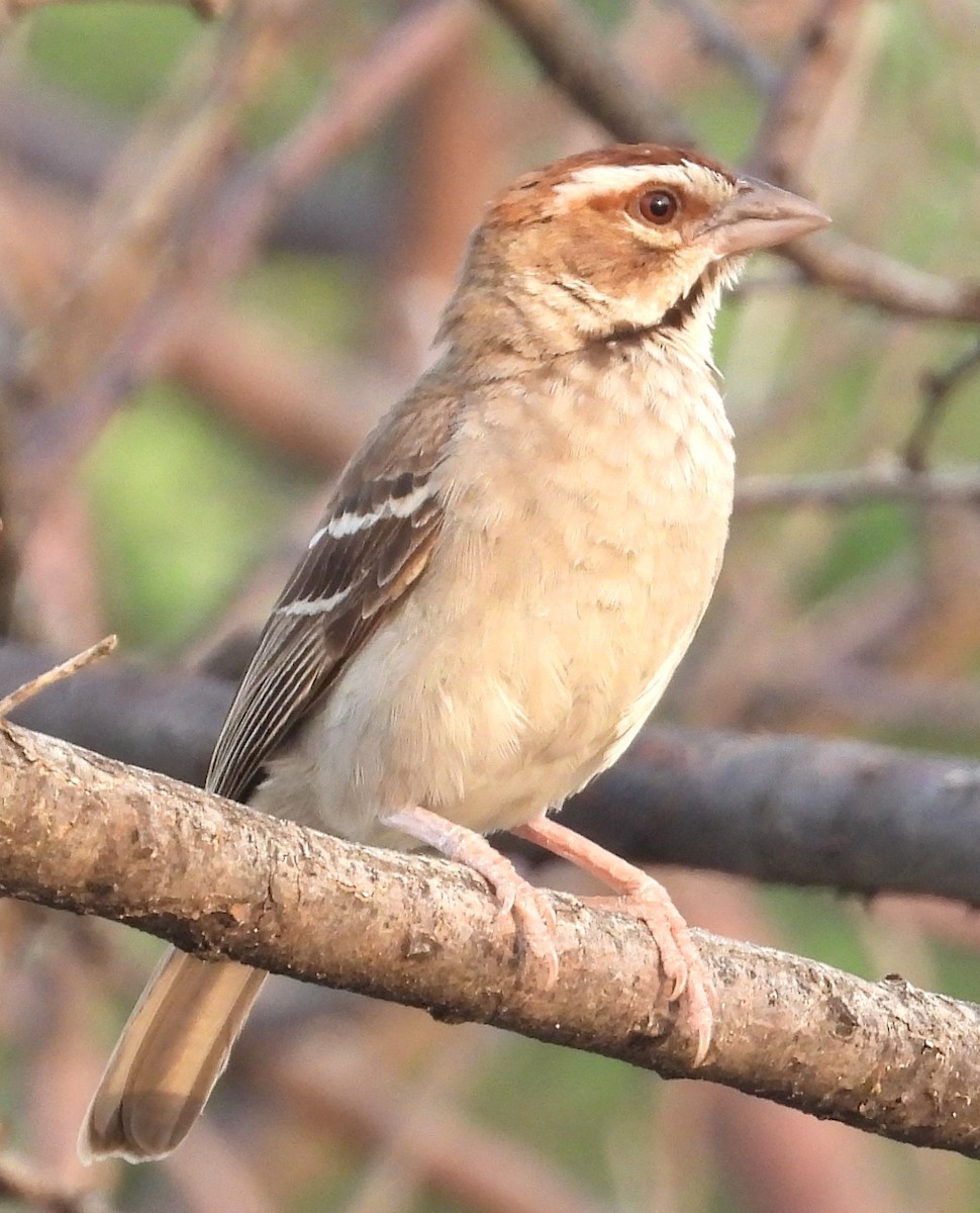 Chestnut-crowned Sparrow-Weaver - ML622515956