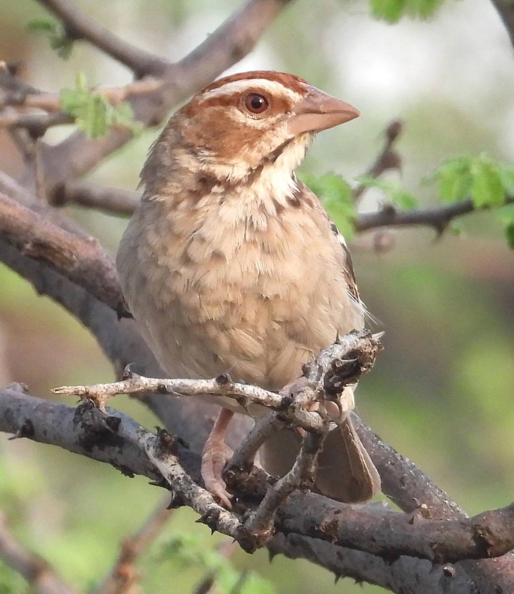 Chestnut-crowned Sparrow-Weaver - ML622515958