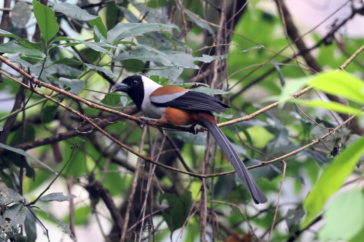 Collared Treepie - ML622515976