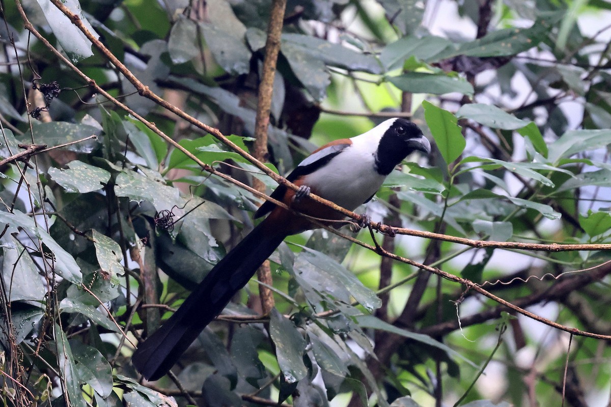 Collared Treepie - ML622515981