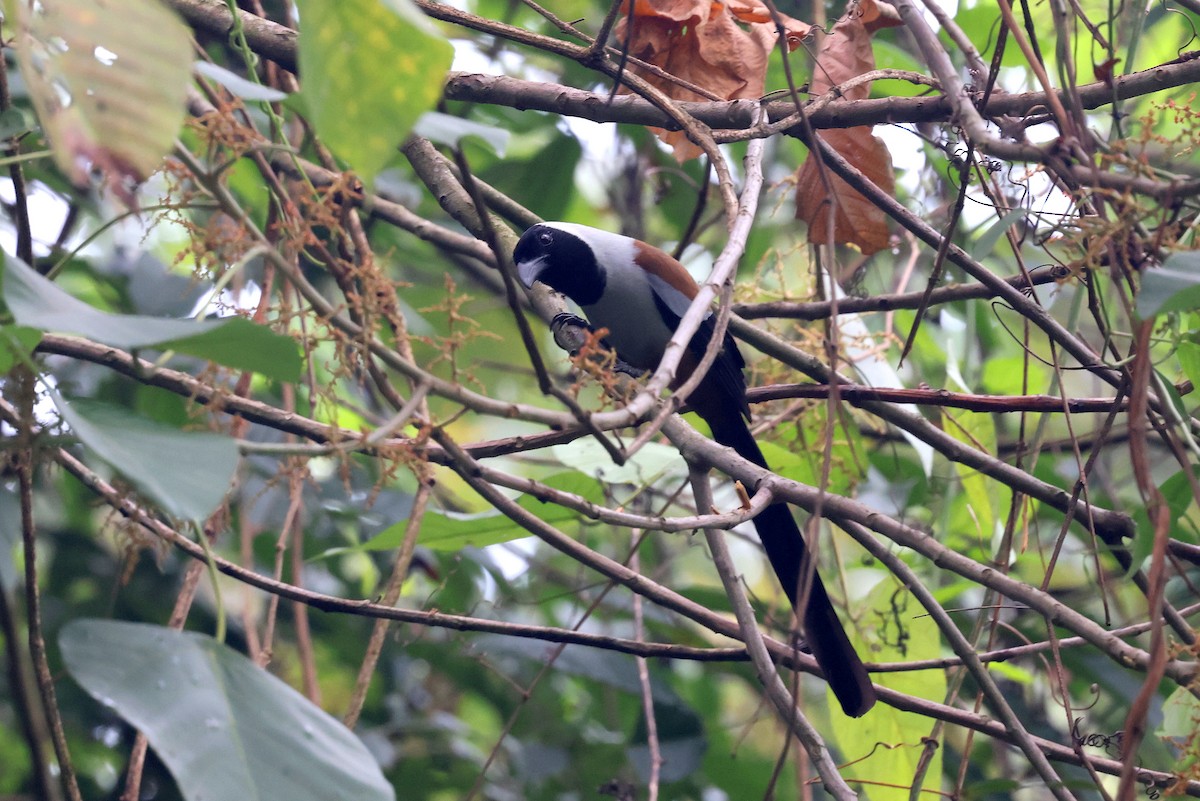 Collared Treepie - ML622515982