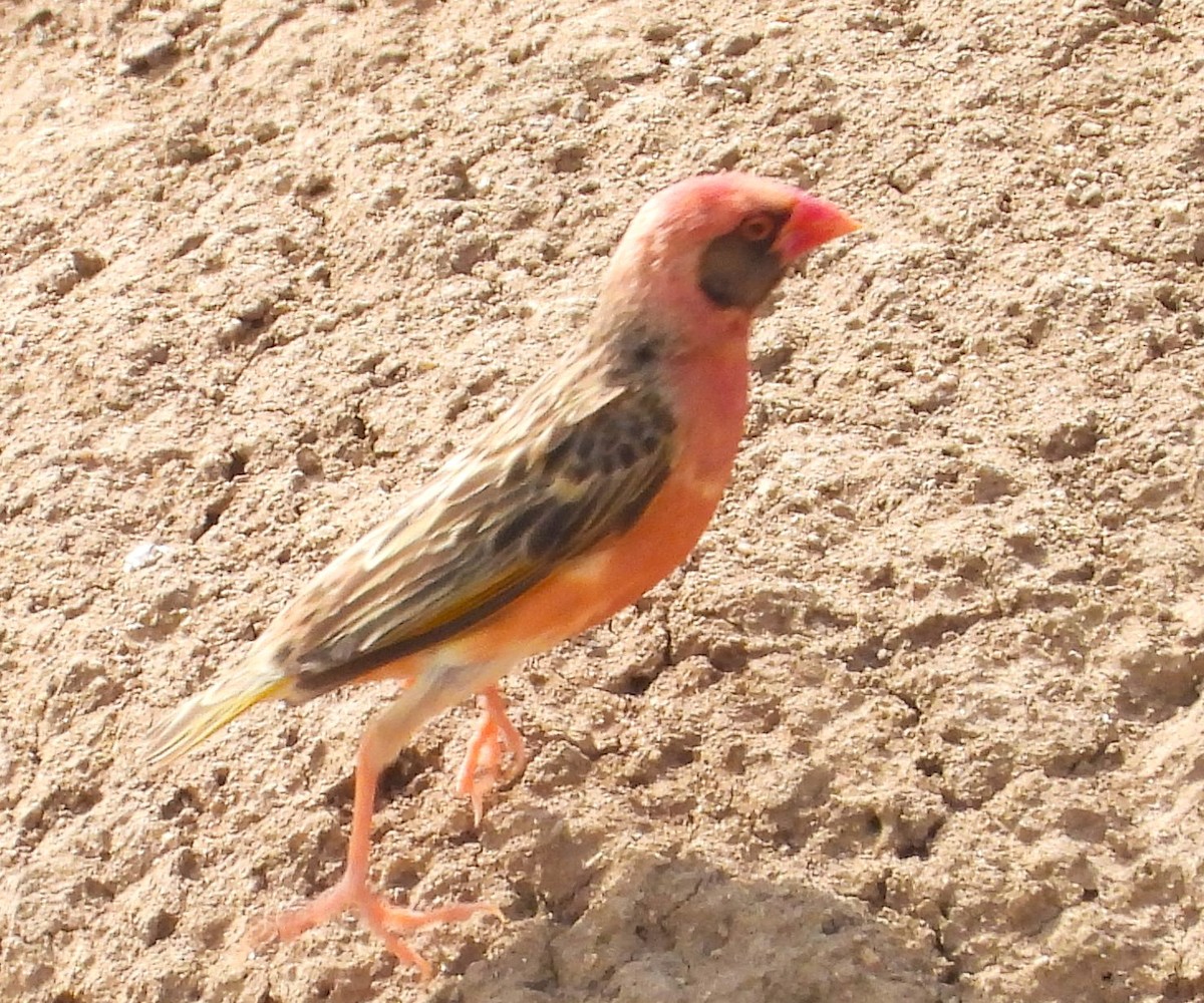 Red-billed Quelea - ML622515983