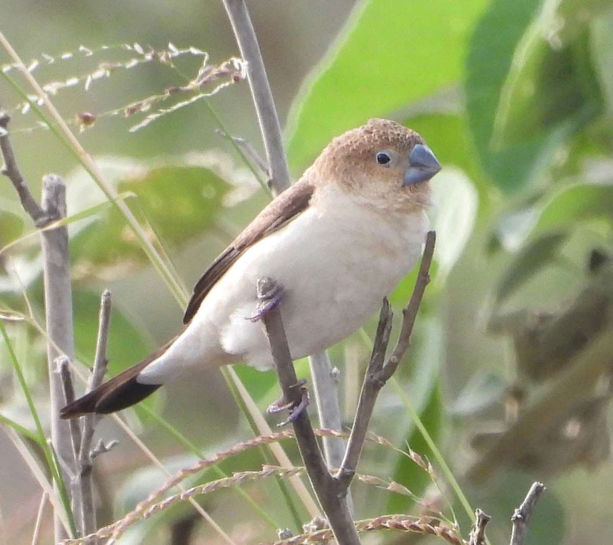 African Silverbill - ML622515994