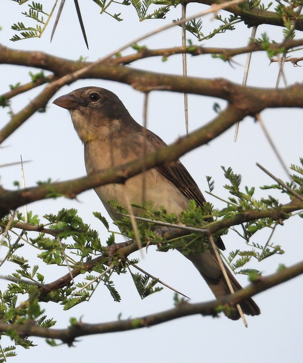 Yellow-spotted Bush Sparrow - ML622516014