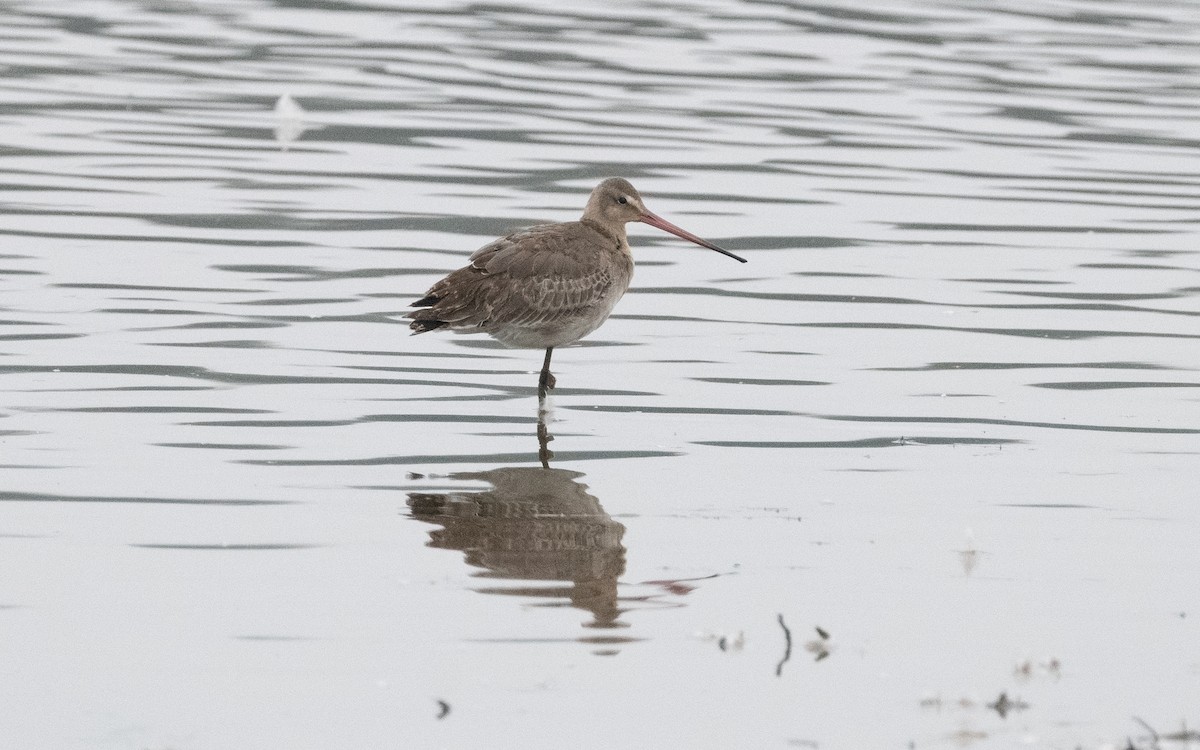 Грицик великий (підвид limosa) - ML622516020